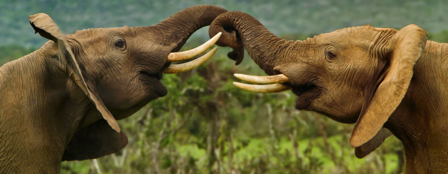 Elephant Tracking