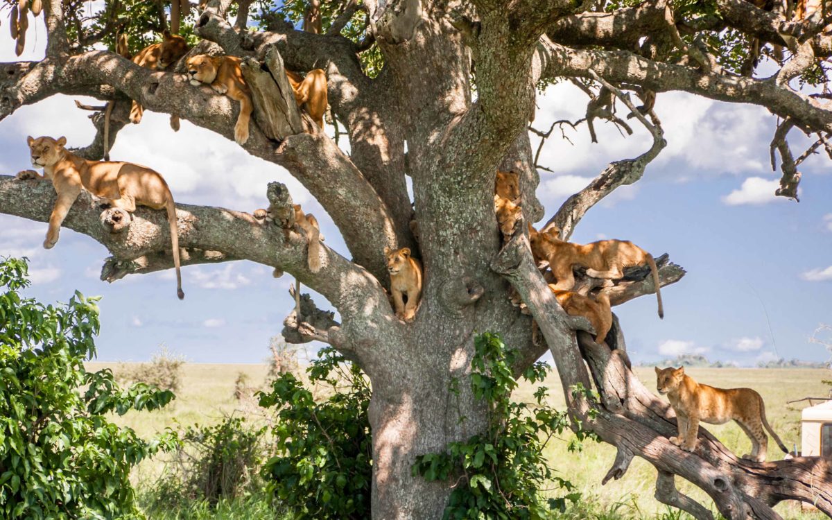 Lions-Serengeti